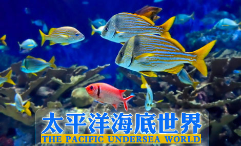 【每周亲子团 儿童免费】太平洋海底世界 4d艺术馆,一次玩个够!