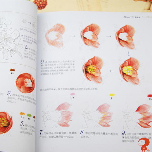 飞乐鸟花之绘38种花的色铅笔图绘彩铅花卉绘画图书教程