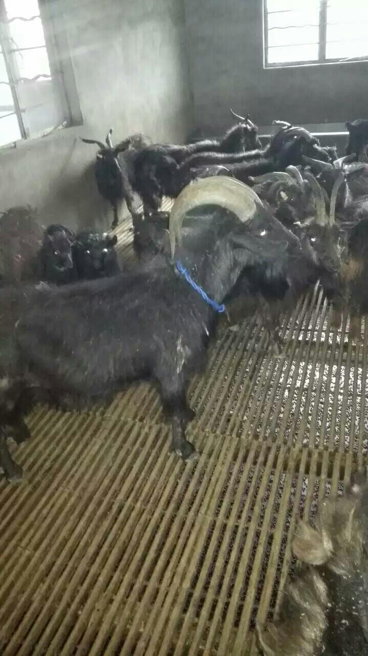 乌骨羊