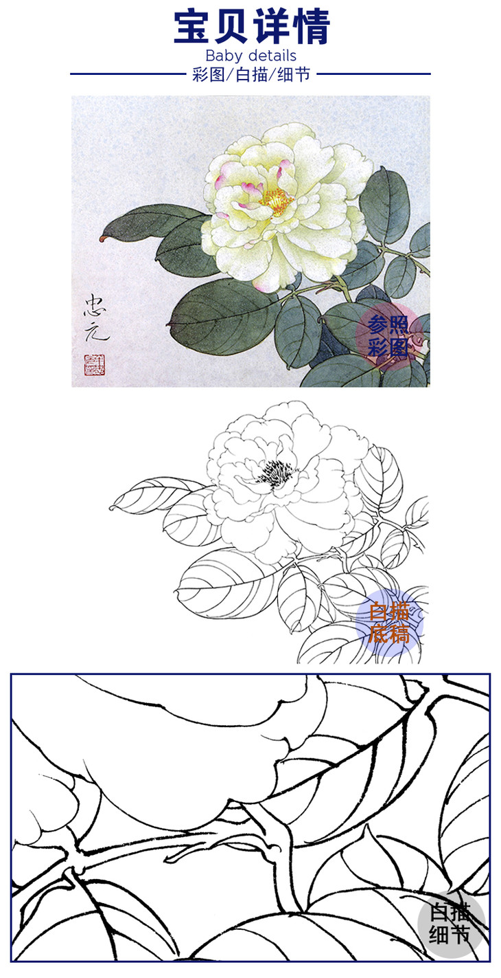 工笔花鸟白描底稿花卉山茶花斗方小品册页a240