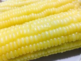  2021新季 香甜软糯的东北玉米！