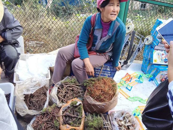 土哆哆赶乡场云南野生千针万线草1斤炖排骨泡酒