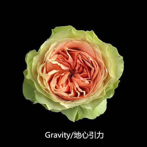 【肯尼亚玫瑰】gravity地心引力,10枝/扎 商品图2