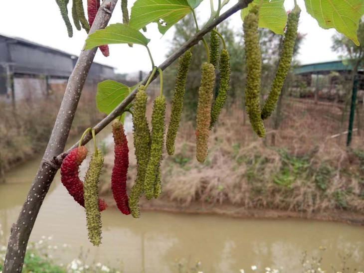 有机桑葚团购 | 绿家自产*organic mulberry | self-production