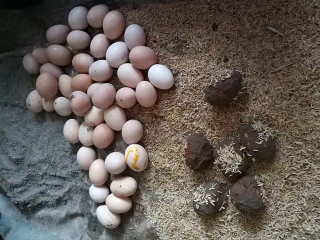 黄金鸡蛋礼盒 粉壳 绿壳 皮蛋 30枚包邮 - 五丰鲜生
