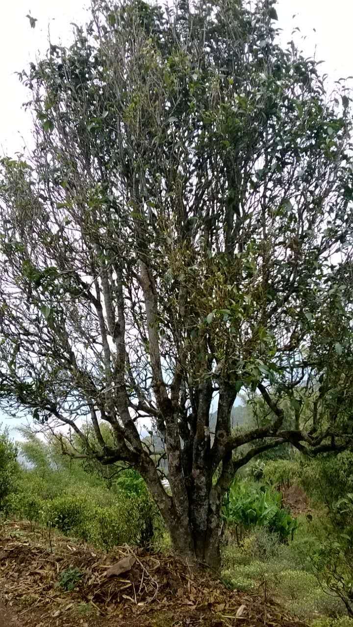 老乌山古树岩石上的古树茶