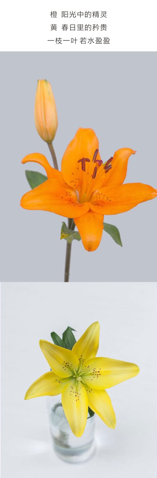 【社区专享】每周一花丨【金百合】花期超长,花型美丽