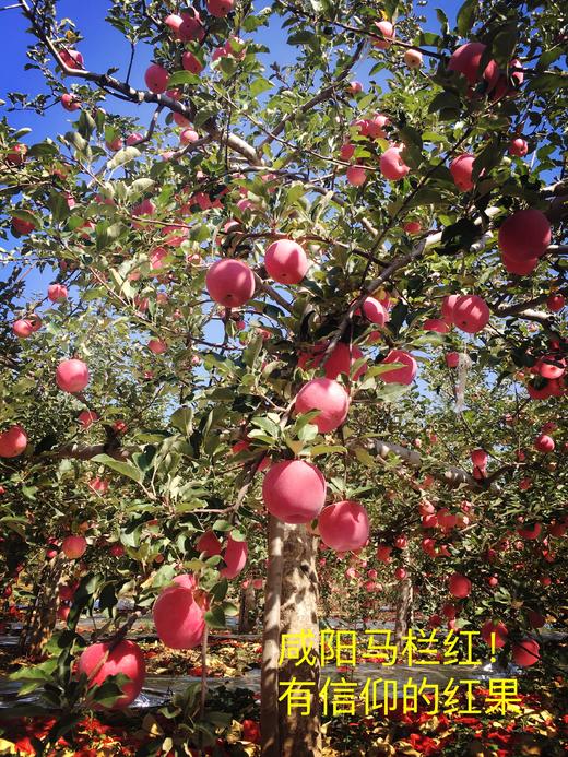 咸阳马栏红苹果