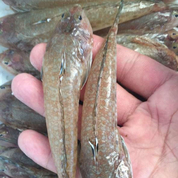 【鸡腿鱼】海捕野生鸡腿鱼 鲜活急冻(每份约400克11-13条)_剌少肉多