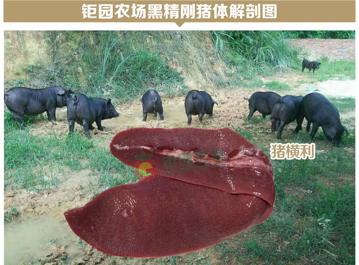 黑精刚优质放养黑毛猪猪横脷250g