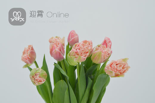 进口毛边郁金香粉色tulipa10枝扎顺丰到付