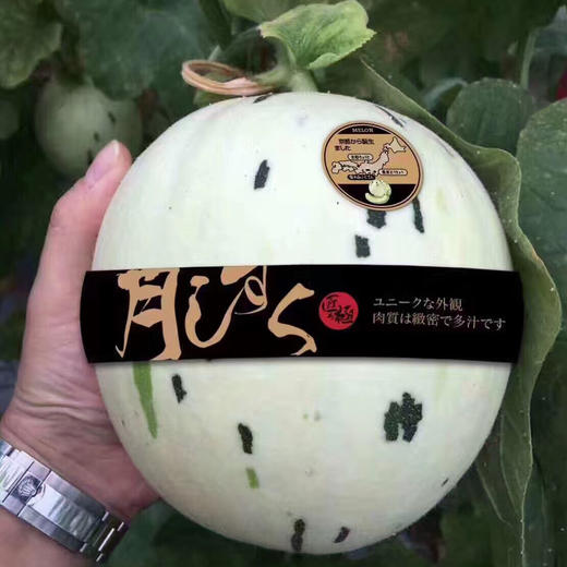 月露蜜瓜