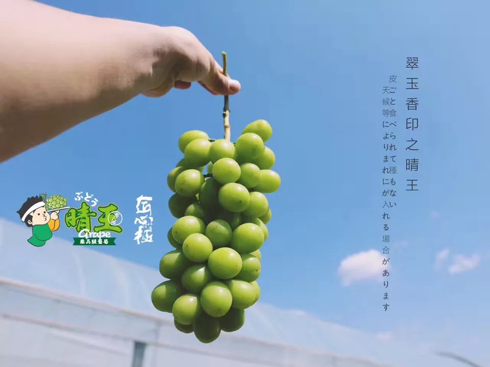 晴王葡萄