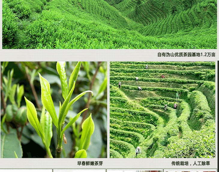 一级沩山毛尖100g/罐 - 沩山茶业官方旗舰店201027