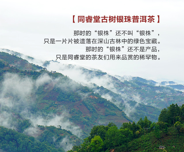 同睿堂冰岛古树银珠普洱茶100g盒