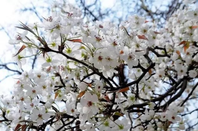 (2大1小)清远阳山黎埠2018第二届梨花节超值门票抢购49元=2大1小,繁花