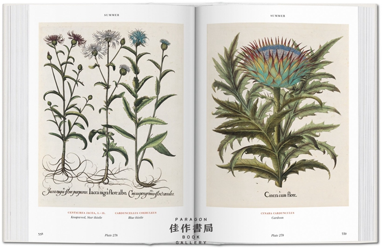 thebookofplants植物图谱大师手稿手绘标本全新现货英文原版taschen