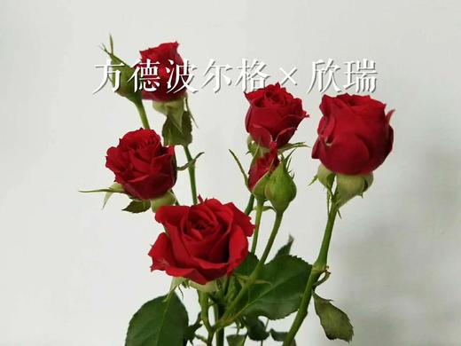 9元/8枝起,方德新品多头玫瑰随机品种
