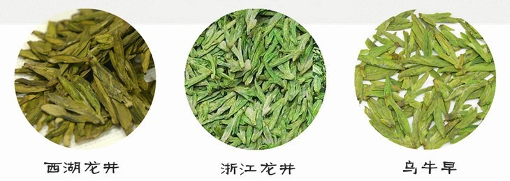 龙井茶有它自己的特定茶树品种,成茶有规定的形状和香气上的要求,这些