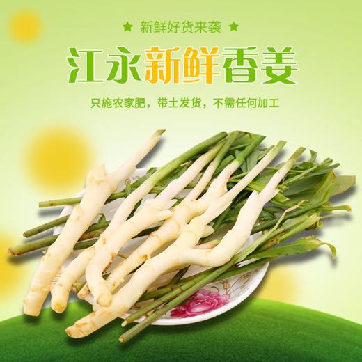 湖南特产江永香姜新鲜生姜嫩姜仔姜红姜芽泡腌子姜现挖4斤包邮