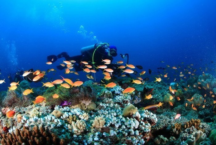 这是在西沙群岛潜水所拍的照片,很惊艳!