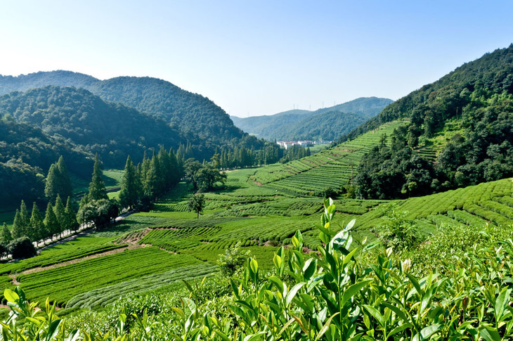 直把西景当龙井嵊州高山上的越乡龙井