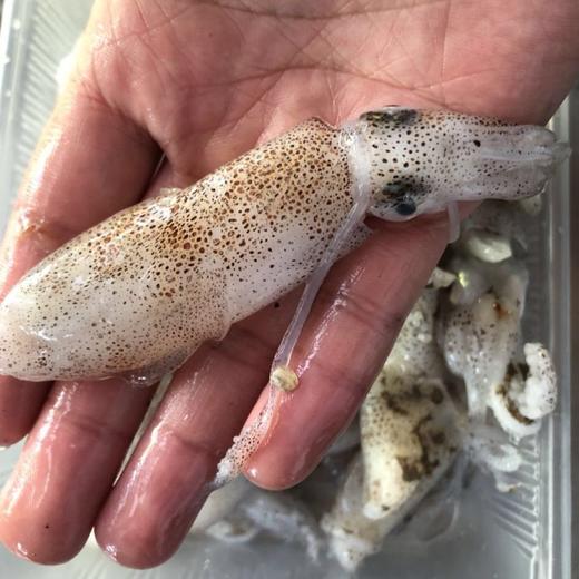 东海野生小鱿鱼海兔子