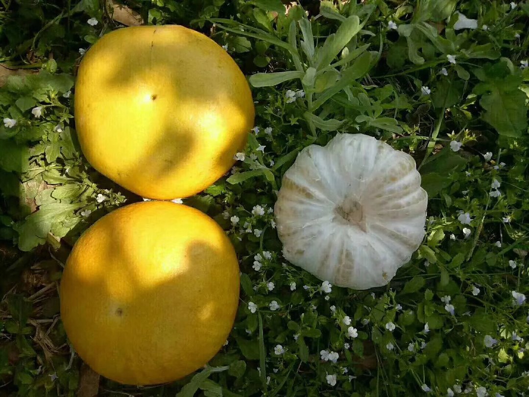 【超值团购】苹果柚,干燥的春季首选,汁多肉嫩 ,降火佳品(3个装)