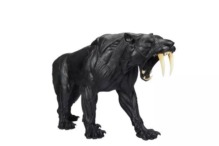 剑齿虎肌肉模型 消失的王者 the lost king sabre tooth muscle model