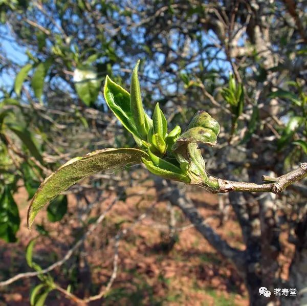 【白龙须】白茶始祖 贡茶风范 30g 茶样包2015春茶