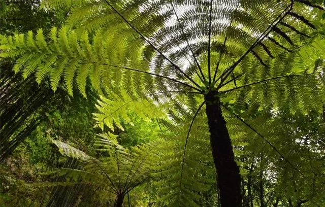 这里是华南地区发现的最大桫椤,黑桫椤原生态群落,走进绿野山林,寻觅