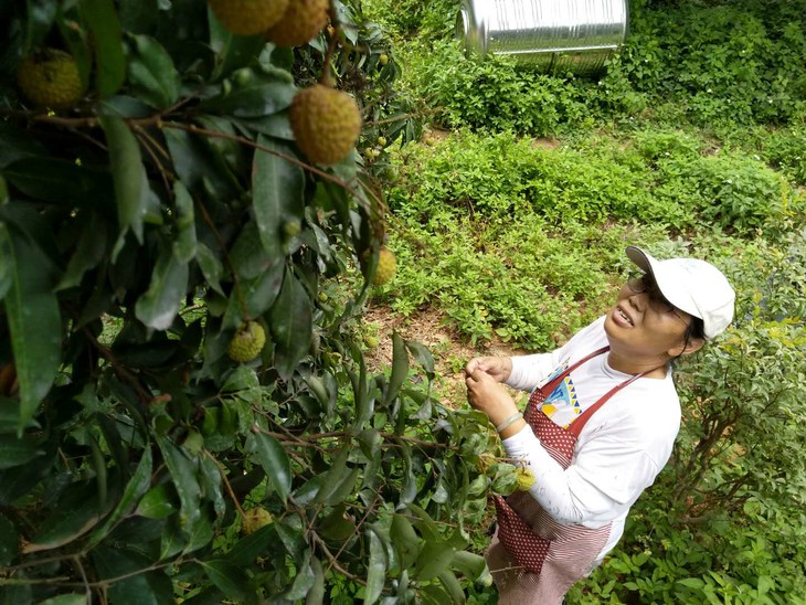 桂味荔枝树1棵