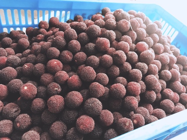 永久下架应季水果慈溪荸荠杨梅