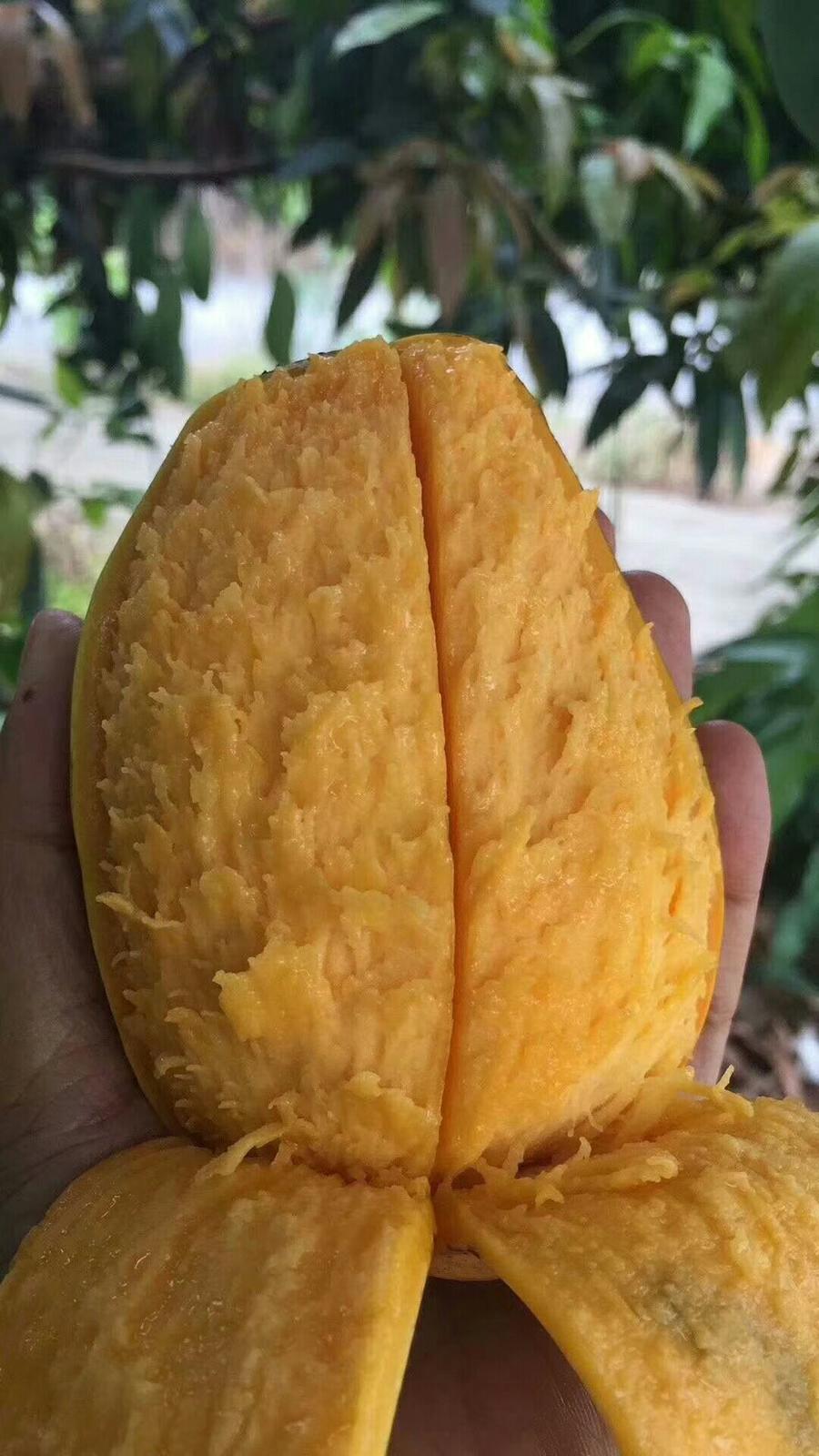 【超值实惠装】百色大台农芒果 超高性价比,轻微花皮了9斤(带箱10斤)