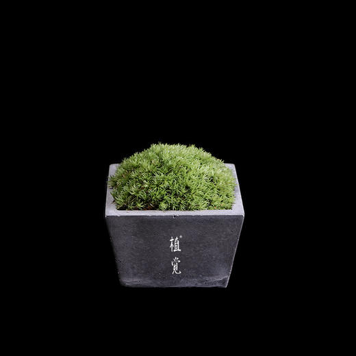 植觉intuition苔藓盆栽微景观办公室绿植物创意盆景春泥