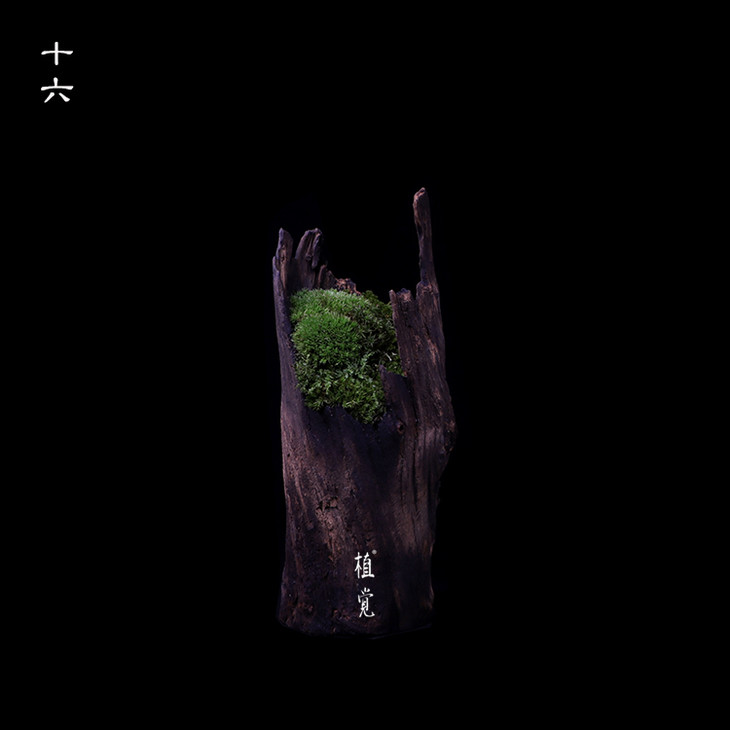 植觉枯木苔藓盆栽苔藓盆景