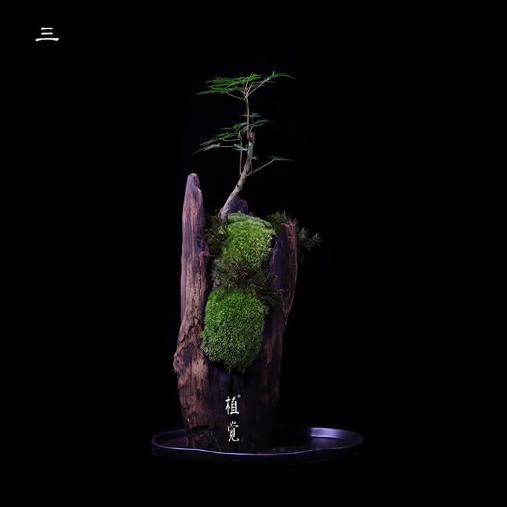 植觉枯木苔藓盆栽苔藓盆景