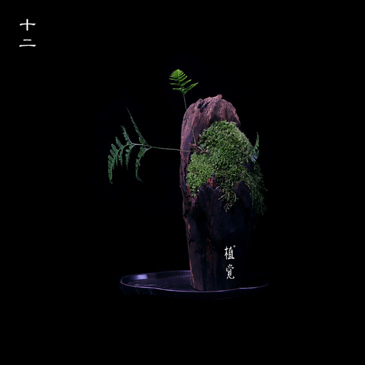 植觉枯木苔藓盆栽苔藓盆景