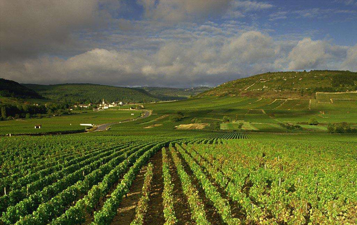 【法国】勃艮第大金杯伏旧园特级田干红葡萄酒2016 clos de vougeot