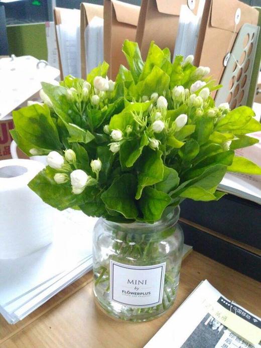 茉莉花一束08斤