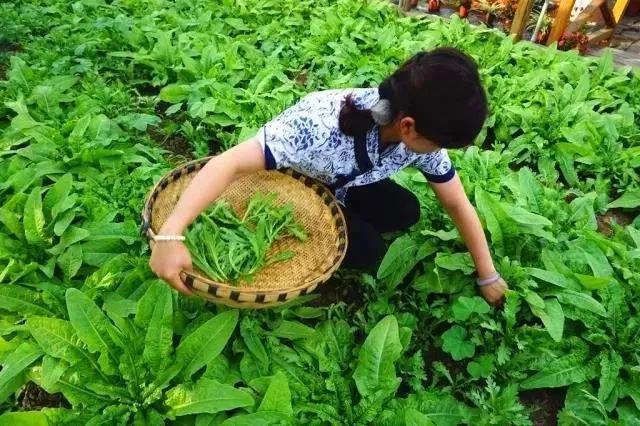 葡萄园里吃火锅!