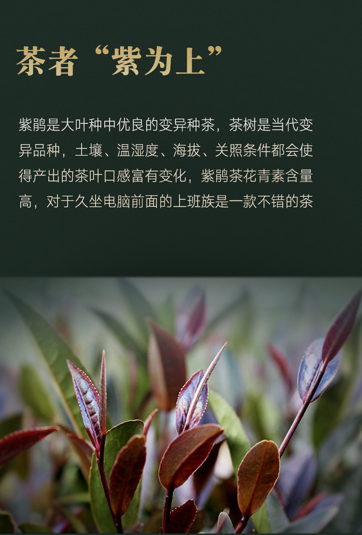 限量秒杀吉顺号普洱茶2013年紫鹃春茶紫芽紫叶普洱生茶100g饼包邮费