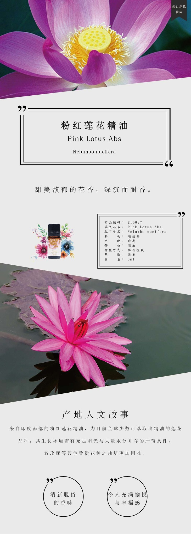 粉红莲花 pink lotus abs.