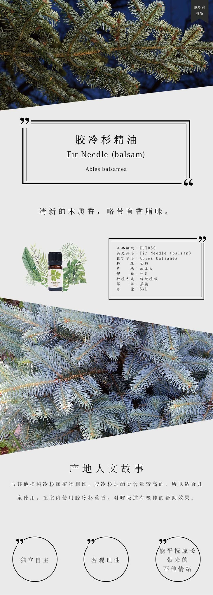 胶冷杉 balsam fir needle