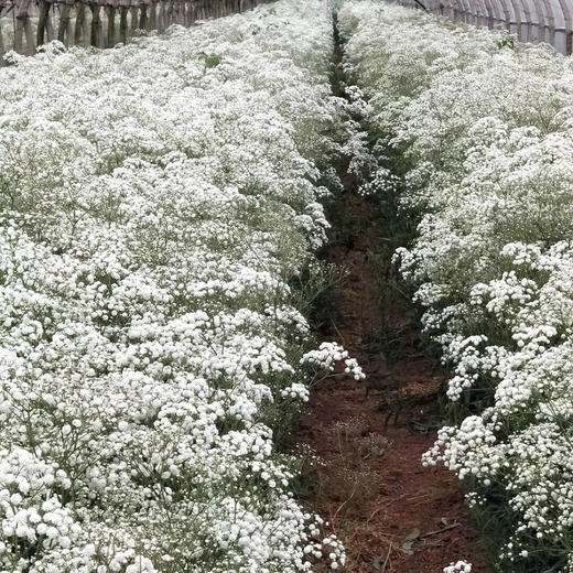 特价处理千万星伊洛斯白色限量100扎有干花