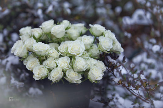 昆明玫瑰雪花白多头10枝扎a级