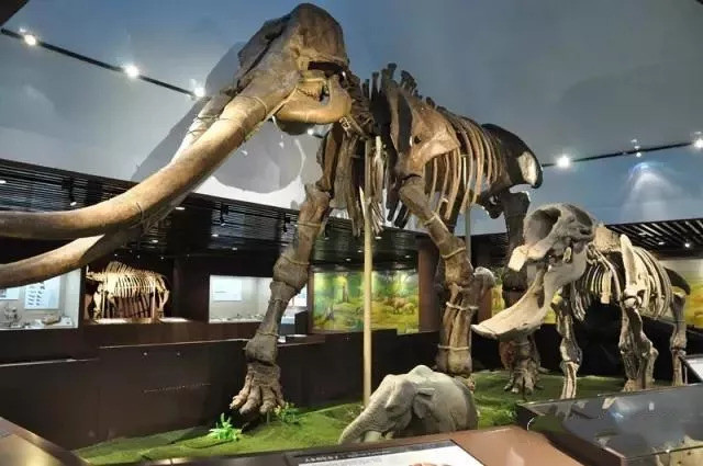【博物游】探索生命的起源--中国古动物博物馆