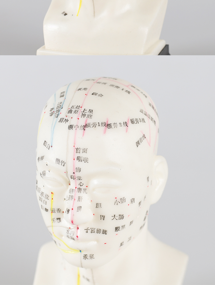 耳穴反射区耳反模型针灸针足部反射手部反射标准耳穴模型耳模