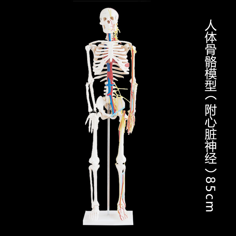 人体骨骼带心脏与血管模型85cm 人体骨骼模型人体关节