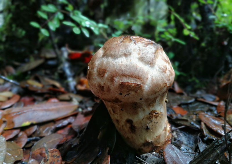 严选野生松茸菌2020未开伞童菇